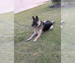 Small #4 German Shepherd Dog
