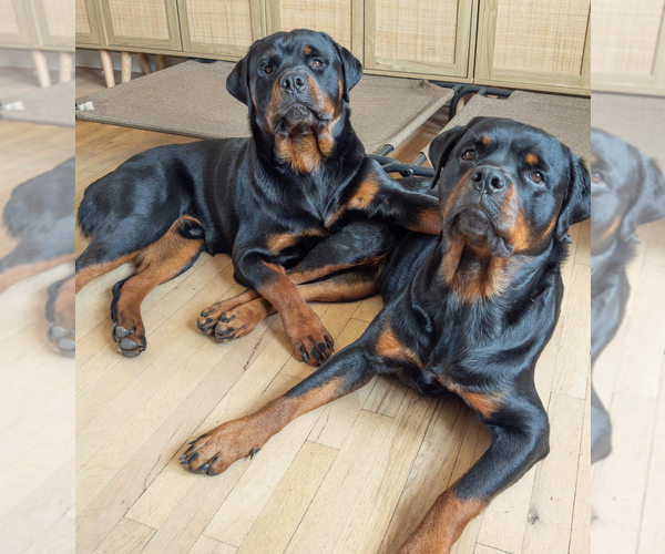 Medium Photo #1 Rottweiler Puppy For Sale in TOMS RIVER, NJ, USA