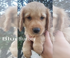 Golden Retriever Puppy for sale in PARMA, ID, USA