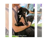 Small #13 Labrador Retriever Mix
