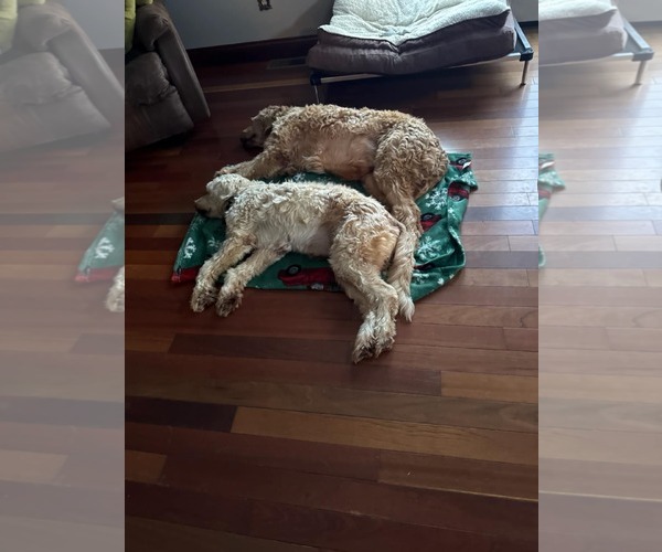 Medium Photo #4 Labradoodle Puppy For Sale in Columbus, IN, USA