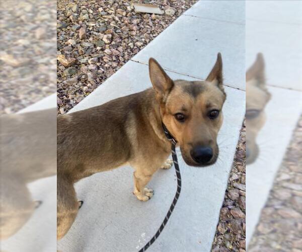 Medium Photo #1 German Shepherd Dog-Unknown Mix Puppy For Sale in Las Vegas, NV, USA