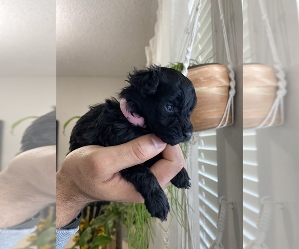 Medium Photo #3 Cavapoo (Miniature)-Poodle (Toy) Mix Puppy For Sale in ALTAMONTE SPRINGS, FL, USA