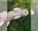 Small Photo #5 Labrador Retriever Puppy For Sale in CALDWELL, ID, USA
