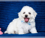 Puppy Garret Bichon Frise