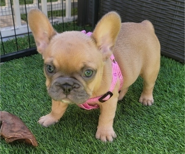 Medium Photo #9 French Bulldog Puppy For Sale in LAS VEGAS, NV, USA