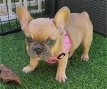 Small #8 French Bulldog