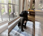 Small Photo #4 American Staffordshire Terrier-Unknown Mix Puppy For Sale in Holly Springs, NC, USA