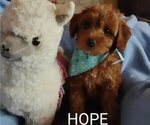 Puppy 5 Cavachon-Poodle (Miniature) Mix