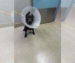 Small American Pit Bull Terrier Mix