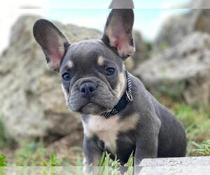 French Bulldog Puppy for sale in METUCHEN, NJ, USA