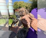 Small Photo #4 Shih Tzu Puppy For Sale in RIO LINDA, CA, USA