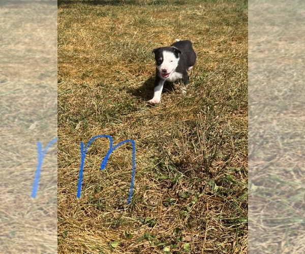Medium Photo #1 Border Collie Puppy For Sale in PURCELLVILLE, VA, USA
