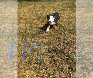 Medium Border Collie