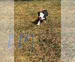 Puppy Split Face Border Collie