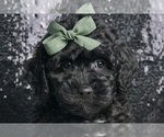 Puppy Boss F1B Goldendoodle (Miniature)