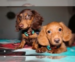 Small Photo #6 Dachshund Puppy For Sale in RIALTO, CA, USA