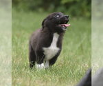 Small #5 Pyrenees Border Collie