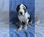 Puppy Peanut Butta Great Dane