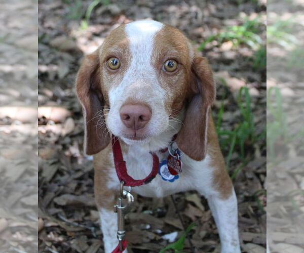 Medium Photo #9 Beagle Puppy For Sale in Dunnellon, FL, USA