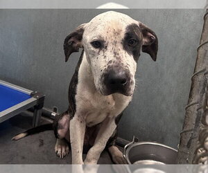 American Bulldog-Unknown Mix Dogs for adoption in Tavares, FL, USA