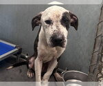 FLETCHER - Male American Bulldog-Unknown Mix Dog for Adoption - Small photo