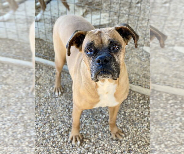 Medium Photo #14 Boxer Puppy For Sale in Austin, TX, USA