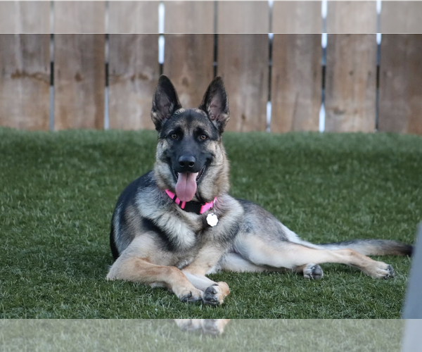 Medium Photo #1 German Shepherd Dog Puppy For Sale in San Diego, CA, USA