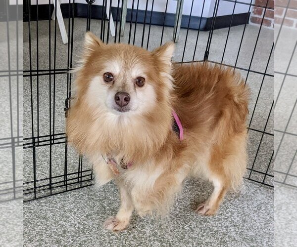 Medium Photo #3 Pomeranian Puppy For Sale in St. Louis Park, MN, USA