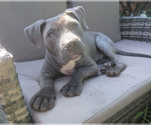 Medium Photo #2 American Pit Bull Terrier-American Staffordshire Terrier Mix Puppy For Sale in Chester, VA, USA