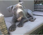 Small #1 American Pit Bull Terrier-American Staffordshire Terrier Mix