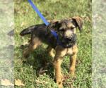 Small #2 Labrador Retriever Mix