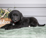 Puppy Kim Bernedoodle-Labrador Retriever Mix