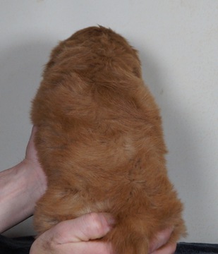 Medium Photo #3 Golden Retriever-Poodle (Toy) Mix Puppy For Sale in WARSAW, IN, USA