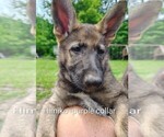 Small #11 German Shepherd Dog