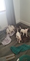 Small Photo #110 Bull Terrier Puppy For Sale in JACKSON, MI, USA