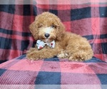 Small #7 Cock-A-Poo