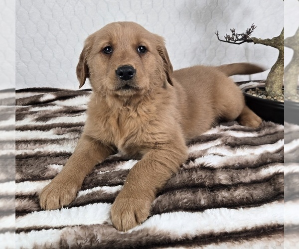 Medium Photo #2 Golden Retriever Puppy For Sale in FRANKLIN, IN, USA