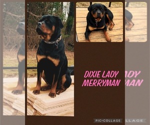 Mother of the Rottweiler puppies born on 08/02/2026