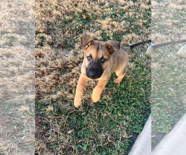 Medium Photo #1 Unknown-Welsh Corgi Mix Puppy For Sale in Kannapolis, NC, USA