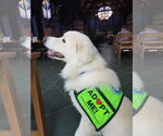 Small #34 Chow Chow-Great Pyrenees Mix