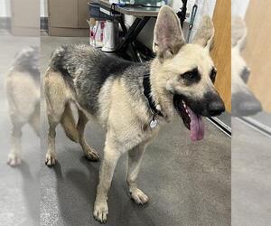 Medium German Shepherd Dog