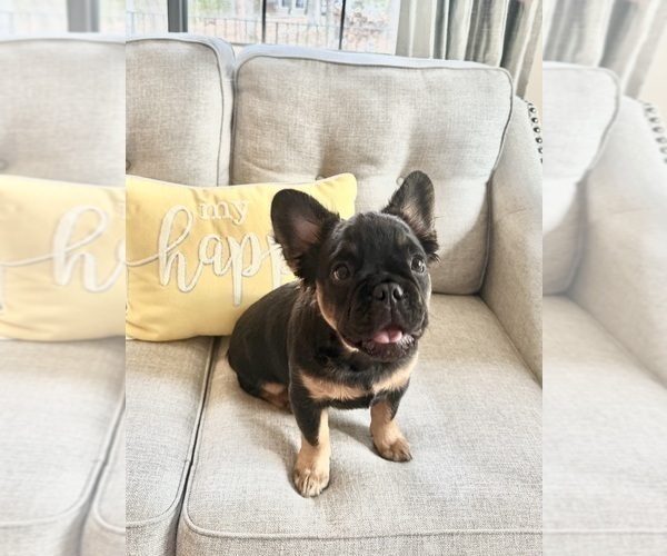 Medium Photo #1 French Bulldog Puppy For Sale in WOODBRIDGE, VA, USA