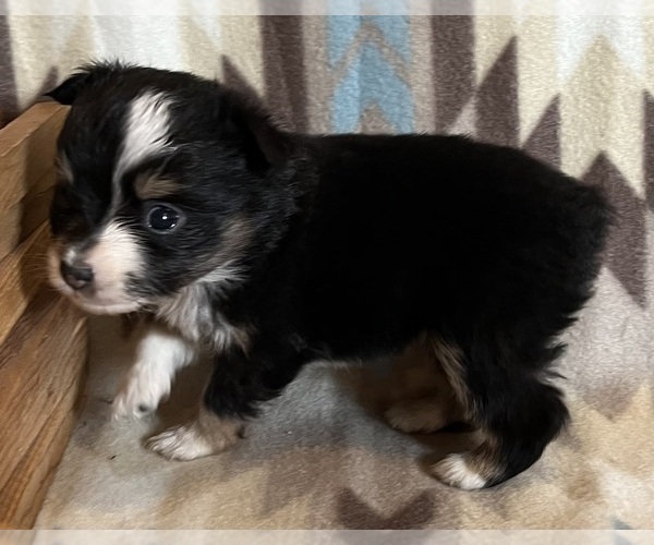 Medium Photo #1 Miniature Australian Shepherd Puppy For Sale in FORT MORGAN, CO, USA