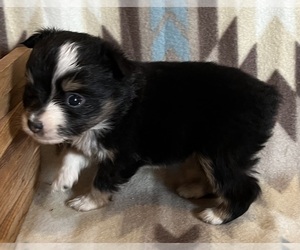Miniature Australian Shepherd Puppy for sale in FORT MORGAN, CO, USA