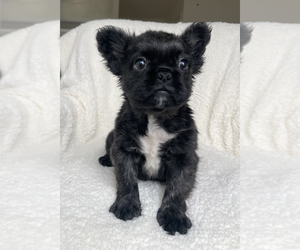 French Bulldog Puppy for sale in SACRAMENTO, CA, USA