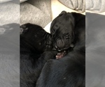 Small Photo #5 Great Dane Puppy For Sale in MINERAL WELLS, TX, USA