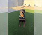 Small #2 Rottweiler