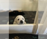 Small #8 Labrador Retriever