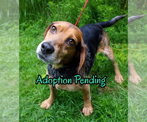 Beagle Dogs for adoption in Dunnellon, FL, USA